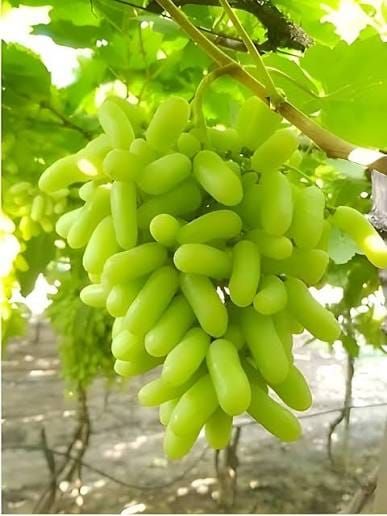 Grapes exported from India by Madiha Overseas