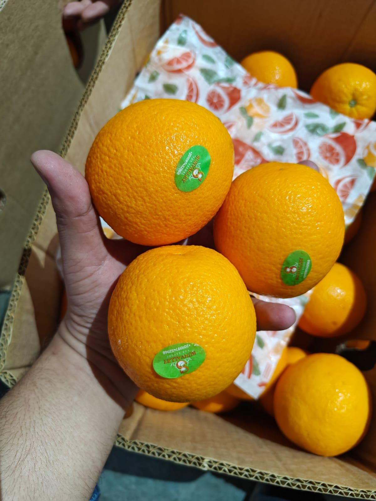 Orange imported into India by Madiha Overseas